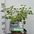 Viburnum Plicatum Watanabe - Japanese Snowball Watanabe 30-40 cm buy online UK.