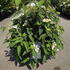 vpw 60-80 cm buy online UK.
