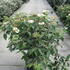 vpw 80-100 cm buy online UK.