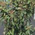 Viburnum Rhytidophyllum 1.25-1.5 m buy online UK.
