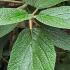 Viburnum Rhytidophyllum or Leatherleaf Viburnum for sale UK