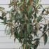 Viburnum Rhytidophyllum 1-1.25 m buy online UK.