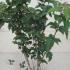 Viburnum Sargentii Onondaga Sargent Viburnum 80-100 cm buy online UK.