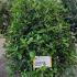Viburnum Tinus Eve Price 80-100 cm buy online UK.