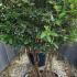 Viburnum Tinus Eve Price 1.2-1.3 m buy online UK.