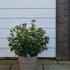 vibur 50-60 cm buy online UK.