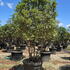 vibur 2-2.5 m buy online UK.