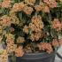 Viburnum Tinus Eve Price 60-80 cm buy online UK.