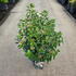 vibur 50-60 cm buy online UK.
