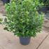 vibur 50-60 cm buy online UK.