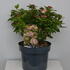 vibur 30-40 cm buy online UK.