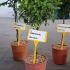 Viburnum Tinus Eve Price Standard Trees 50-60 cm buy online UK.