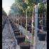Viburnum Tinus Eve Price Standard Trees 1.2-1.3 m buy online UK.