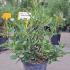 Viburnum Tinus Grandiflora 60-80 cm buy online UK.