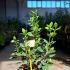 Viburnum Tinus Grandiflora 40-60 cm buy online UK.