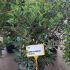 Viburnum Tinus Grandiflora 80-100 cm buy online UK.