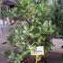 Viburnum Tinus Grandiflora 1-1.25 m buy online UK.