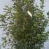 Viburnum Tinus Grandiflora 1.25-1.5 m buy online UK.