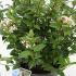 Viburnum Tinus Gwenllian 35-45 cm buy online UK.