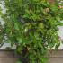 Viburnum Tinus Gwenllian 60-70 cm buy online UK.