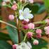 Evergreen shrub with glossy green leaves. Clusters of white flowers and dark berries for year round interest