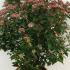Viburnum Tinus Laurustinus 60-80 cm buy online UK.