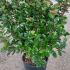 Viburnum Tinus Laurustinus 1-1.25 m buy online UK.