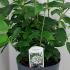 Viburnum Tinus Laurustinus 30-35 cm buy online UK.
