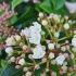 Viburnum Tinus Laurustinus, an excellent evergreen winter-flowering plant. 