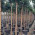 Viburnum Tinus Lucidum Full Standard Tree 2-2.5 m buy online UK.