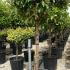 Viburnum Tinus Lucidum Full Standard Tree