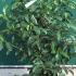 Viburnum Tinus Lucidum Hedging 1-1.25 m buy online UK.