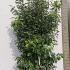 Viburnum Tinus Lucidum Hedging 2.5-3 m buy online UK.