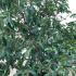 Viburnum Tinus Lucidum Hedging 1.25-1.5 m buy online UK.