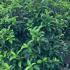 Viburnum Tinus Lucidum Hedging 1.5-1.75 m buy online UK.
