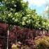 Viburnum Tinus Lucidum Tree, Trees and Shrubs UK