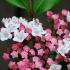 Viburnum Tinus Purpureum or Laurustinus Purpureum, evergreen with purple bronze new foliage. Hallmark showy red flower buds, small pink-white flowers & berries.