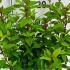 Viburnum Tinus Spirit Laurustinus 25-30 cm buy online UK.