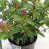 Viburnum Tinus Spirit Laurustinus 30-40 cm buy online UK.
