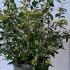 Viburnum Tinus Spirit Laurustinus 60-80 cm buy online UK.
