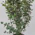 Viburnum X Burkwoodii Anne Russell 80-100 cm buy online UK.