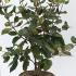Viburnum X Burkwoodii Anne Russell 50-60 cm buy online UK.