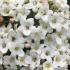 Viburnum Burkwoodii x Burkwoodii flowering in April, semi-evergreen shrub with highly perfumed flowers, buy UK
