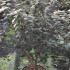 Viburnum x Juddii 1.25-1.5 m buy online UK.