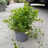 vim 10-15 cm buy online UK.