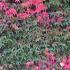 Autumn colour foliage detail of Parthenocissus Quinquefolia aka Virginia Creeper