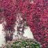 Spectacular Autumn colour of Virginia Creeper scaling the side of a house
