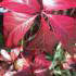 Parthenocissus Quinquefolia Red Wall Troki, Climber, buy online UK