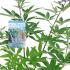 Vitex Agnus Castus 20-30 cm buy online UK.