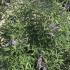 Vitex Agnus Castus 1.25-1.5 m buy online UK.